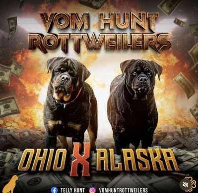 BJ Vom Hunt x Pink Vom Hunt