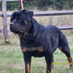 CH FANTO HAUS OF LAZIC