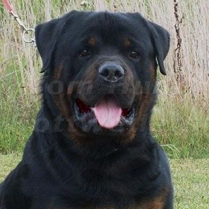 CH FANTO HAUS OF LAZIC