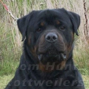 CH FANTO HAUS OF LAZIC