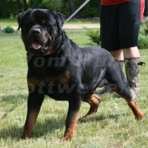 CH FANTO HAUS OF LAZIC