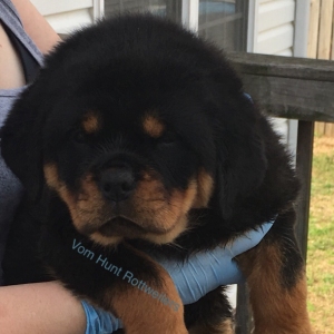 Rottweiler puppies