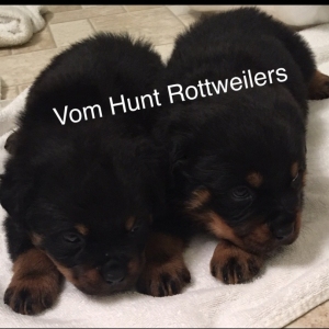 Rottweiler puppies