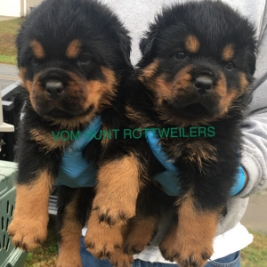 Rottweiler puppies