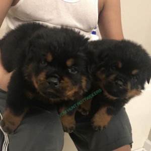 Rottweiler puppies