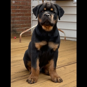 Rottweiler puppies