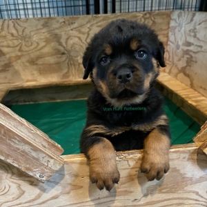 Rottweiler puppies