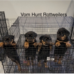 Rottweiler puppies