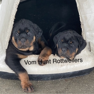 Rottweiler puppies