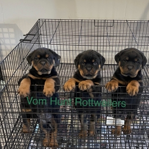 Rottweiler puppies