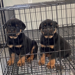 Rottweiler puppies