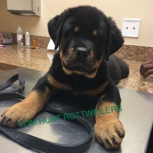 Rottweiler puppies