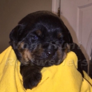 Rottweiler puppies