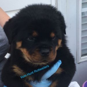 Rottweiler puppies
