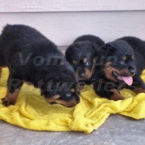 Rottweiler puppies