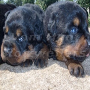 Rottweiler puppies