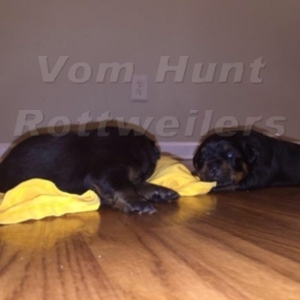 Rottweiler puppies
