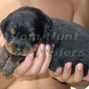 Rottweiler puppies