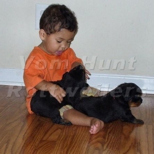 Rottweiler puppies