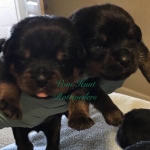 Rottweiler puppies