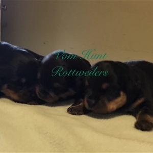 Rottweiler puppies