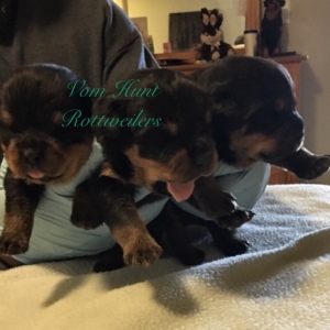 Rottweiler puppies
