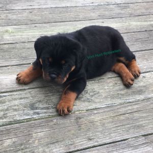 Rottweiler puppies