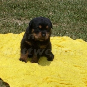 Rottweiler puppies
