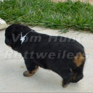 Rottweiler puppies