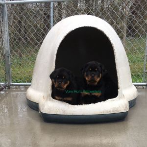 Rottweiler puppies