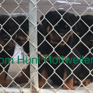 Rottweiler puppies