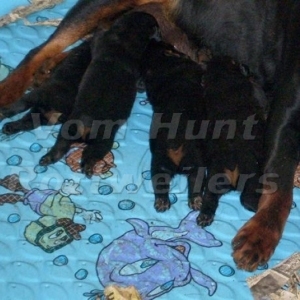 Rottweiler puppies