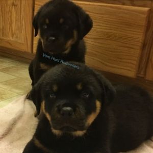 Rottweiler puppies