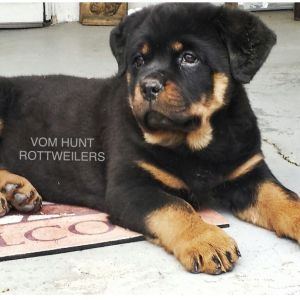 Rottweiler puppies