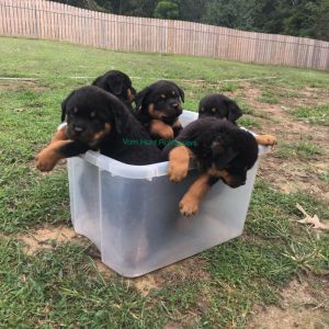 Rottweiler puppies