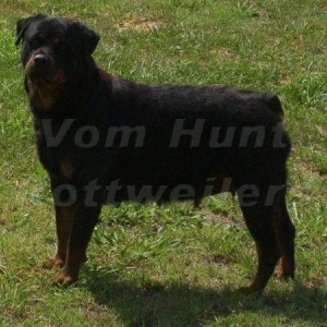 Graudstarks Sailor Moon