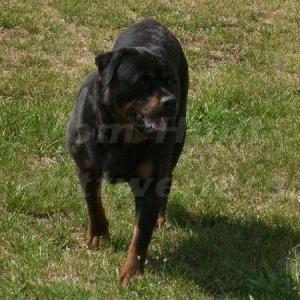 Graudstarks Sailor Moon