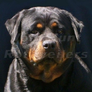 Graudstarks Sailor Moon